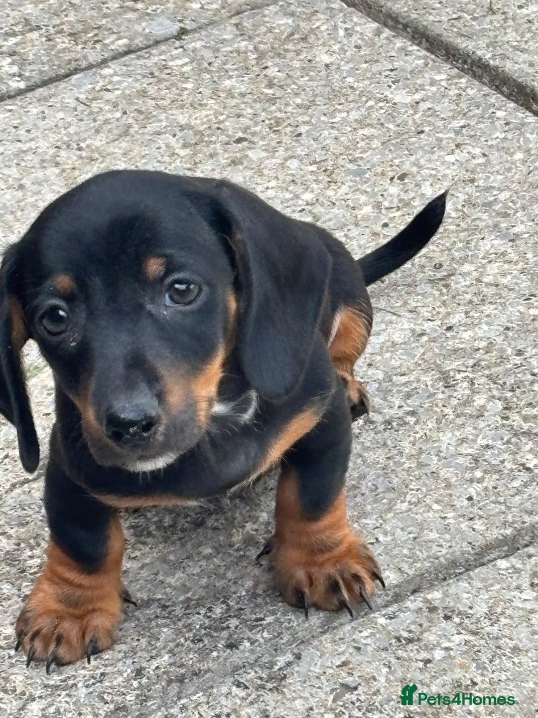 Dachshund dogs for sale: Miniature dachshunds ready now 💗 - Image 10