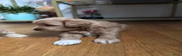 Maltipoo dogs for sale: Tiny teddy Maltipoo - Advert 7