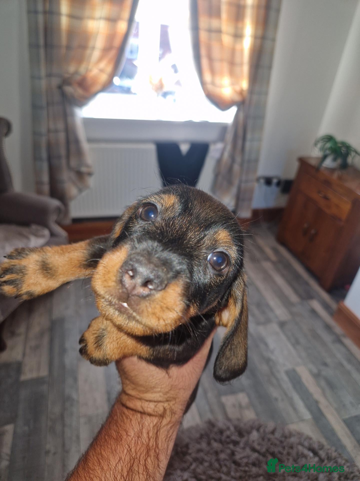 Dachshund dogs Wirehaired dachshund pup(last boy) - Advert 1