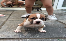 Mixed Breed dogs for sale: French mastiff x American bull dog  - Image 7