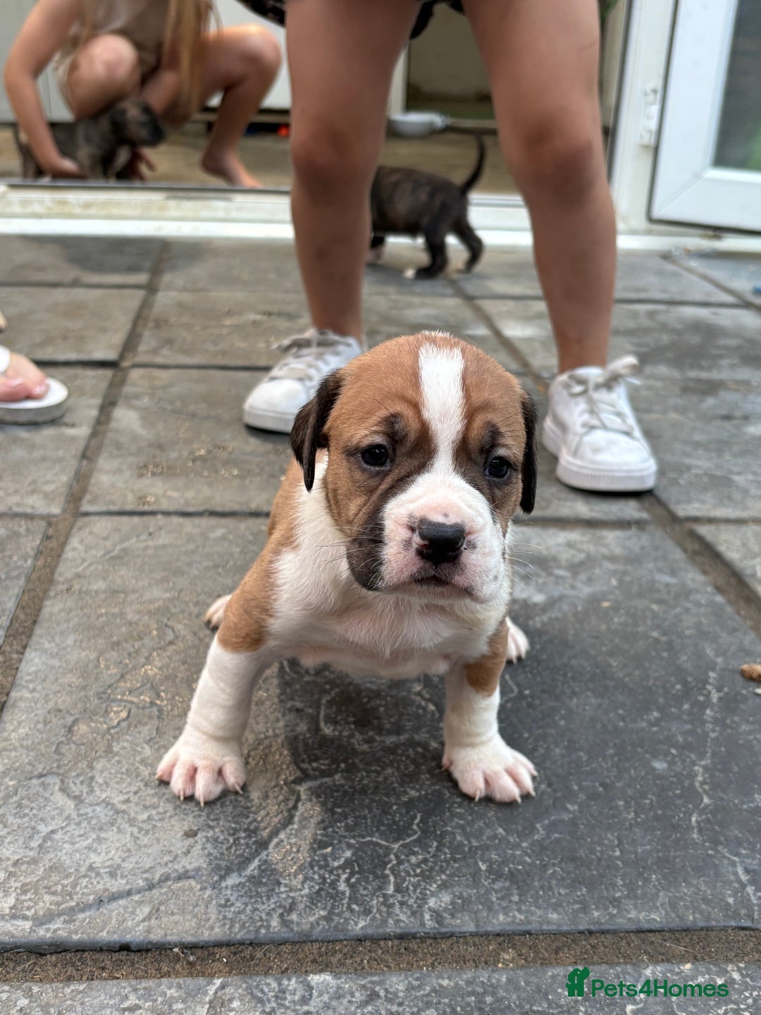 Mixed Breed dogs for sale: French mastiff x American bull dog  - Image 7