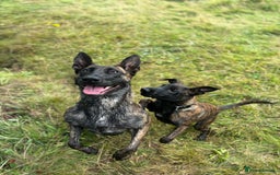 Belgian Shepherd Dog dogs for sale: Stunning Dutch herder female  - Image 2