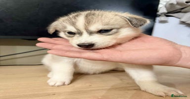 Siberian Husky dogs - Advert 3