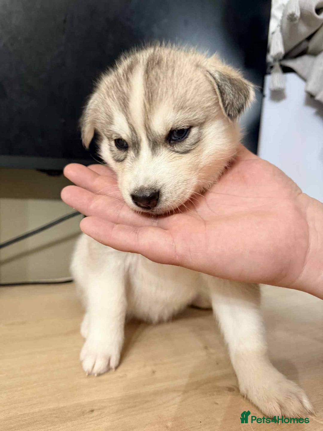 Siberian Husky dogs for sale: Siberian husky  - Image 3