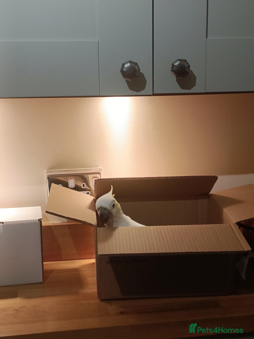 Cockatoo birds for sale: Cockatoo  - Advert 8