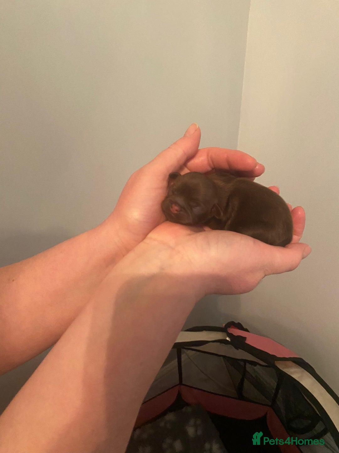 Shih Tzu dogs for sale: KC Imperial Shih Tzu puppies  - Advert 11