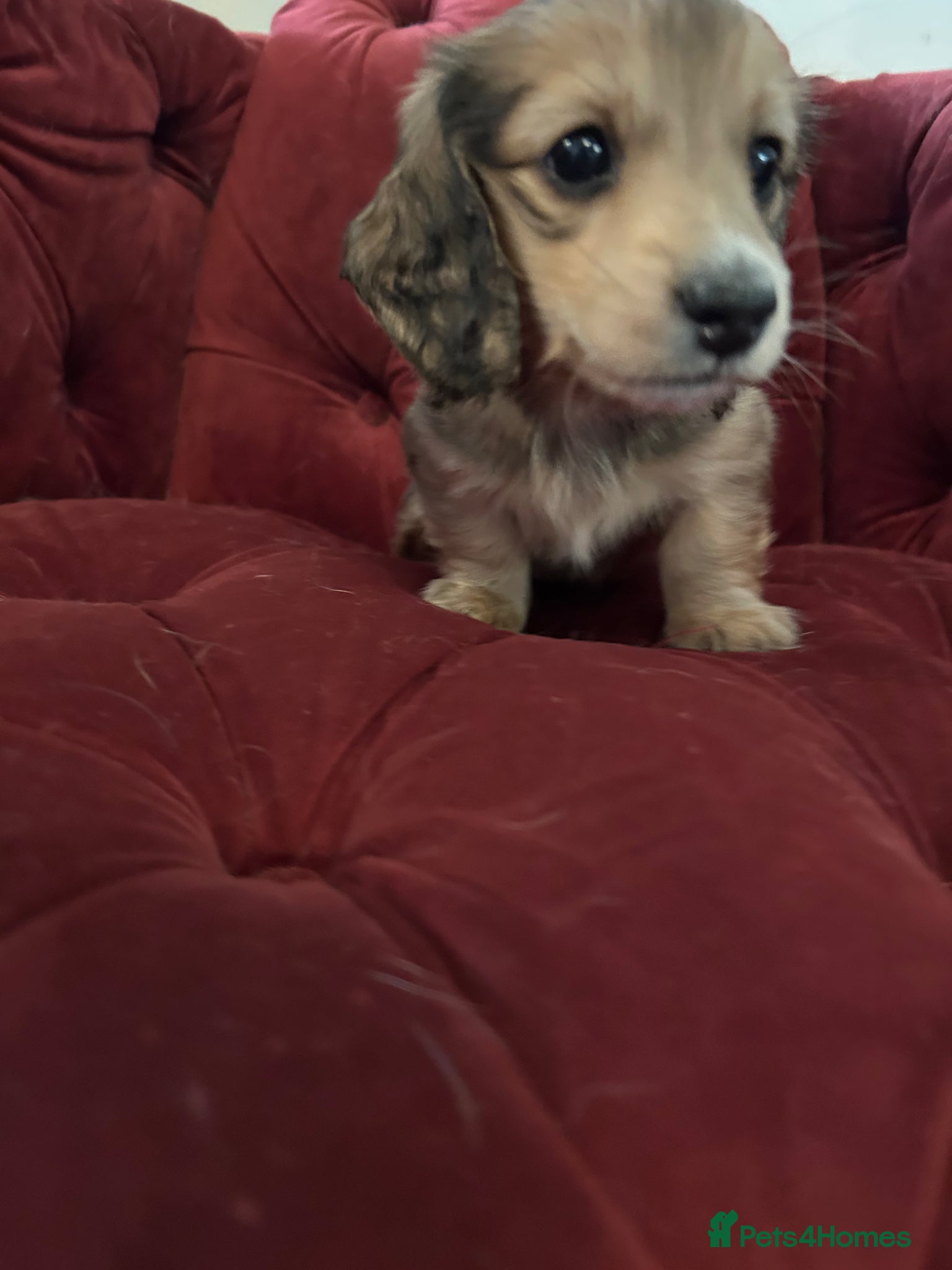 Miniature Dachshund dogs SHADED CREAM LONGHAIR/LAST BOY AVAILABLE  - Advert 16