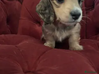 Miniature Dachshund dogs SHADED CREAM LONGHAIR/LAST BOY AVAILABLE - Advert 16