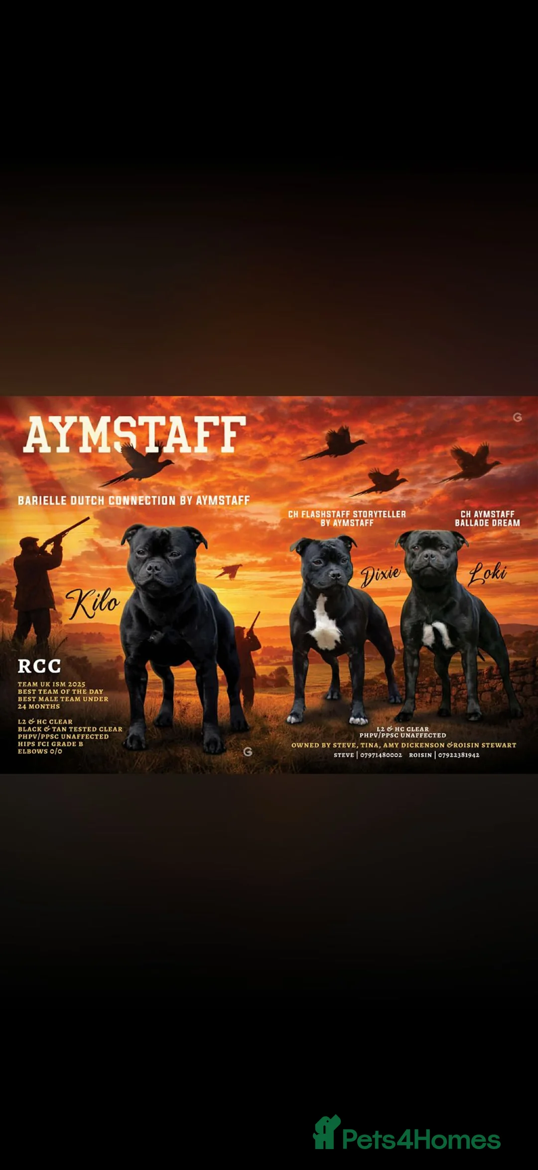 Staffordshire Bull Terrier dogs for sale: Stunning Staffordshire Bull Terrier Pups  - Advert 4