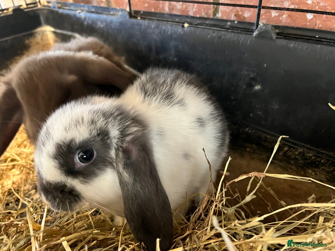 Mini Lop rabbits for sale: Super Friendly Mini Lop Babies - Image 22