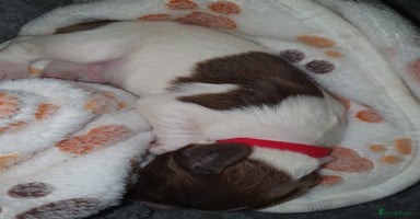 English Springer Spaniel dogs - Advert 3