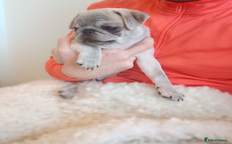 Pug dogs - Advert 2