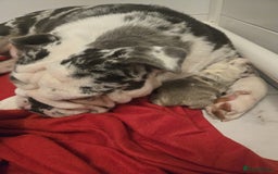 English Bulldog dogs for sale: Beautiful lilac merle female - Image 4