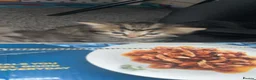 Mixed Breed cats for sale: Kittens for sale  - Advert 3