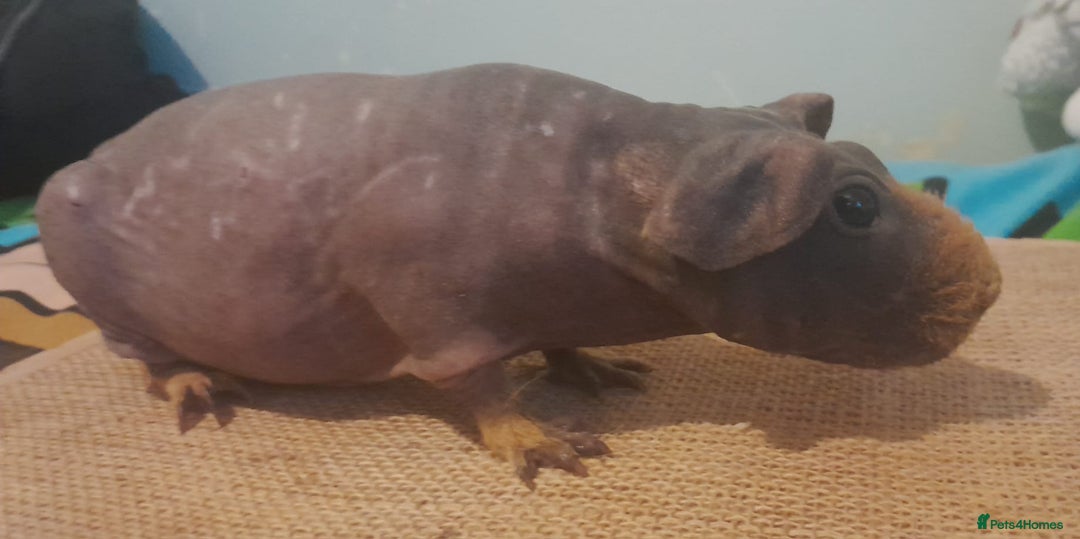 Guinea Pig rodents for sale: Guinea/skinny pigs available - Image 1