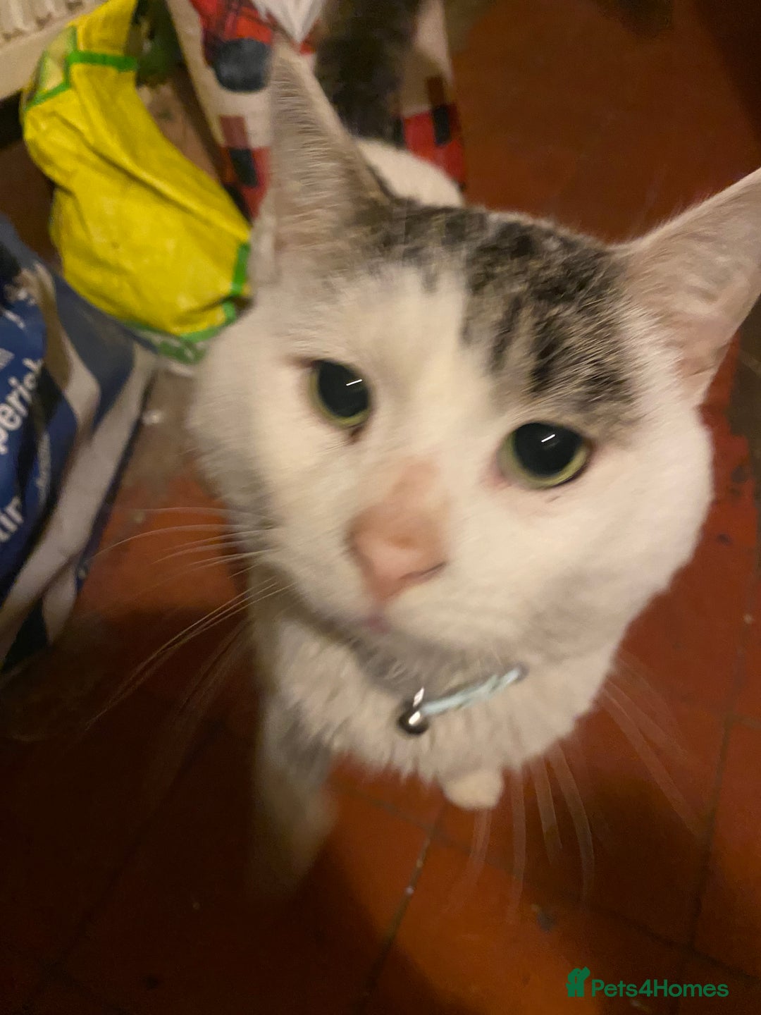 British Longhair cats for sale: Lovely Kittens - Advert 25