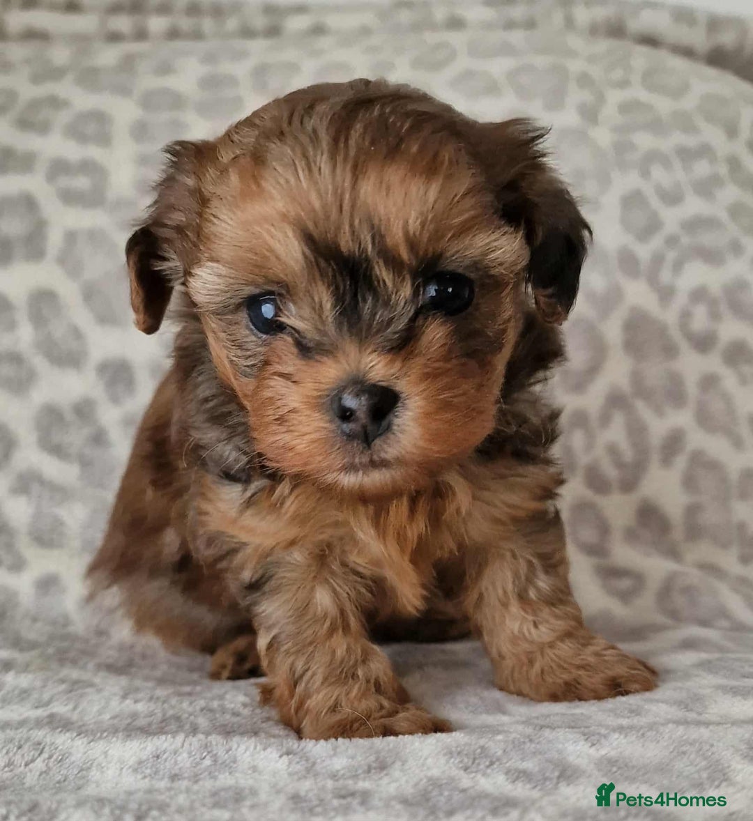 Mixed Breed dogs for sale: Mikipoos  - Image 8