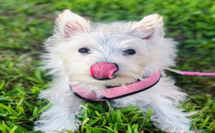 West Highland Terrier dogs - Advert 1