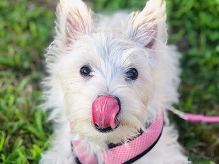 West Highland Terrier dogs for sale - Advert 1