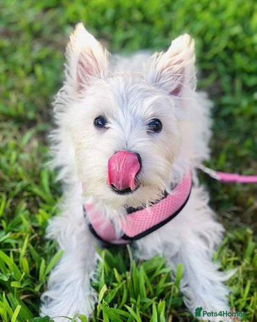West Highland Terrier dogs - Advert 1