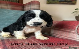 Cocker Spaniel dogs for sale: KC registered, health tested, show type puppies  - Image 19