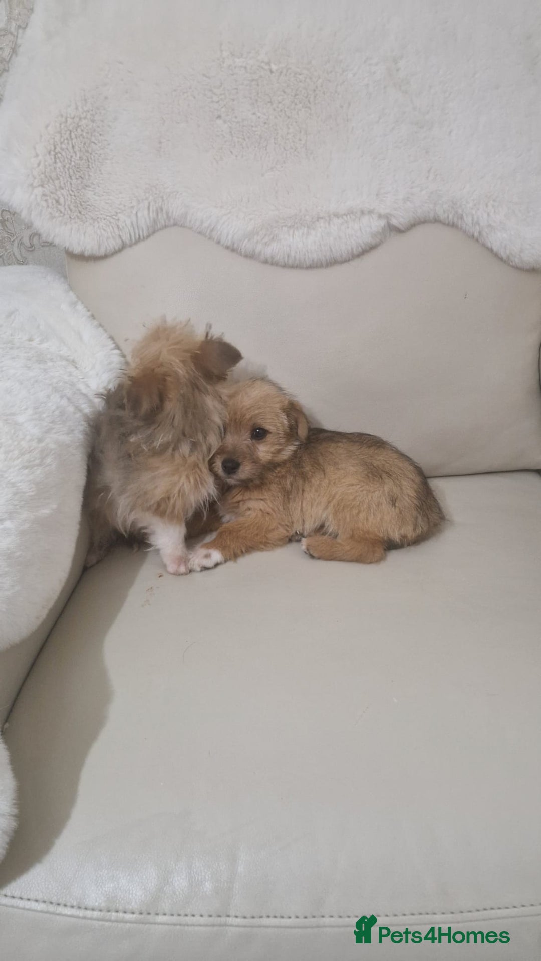 Yorkshire Terrier dogs for sale: Yorkshire terrier puppies - Advert 7