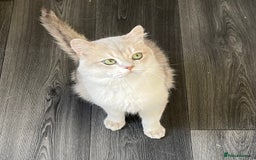 British Shorthair cats for sale: Active Blue Golden Tipped British Shorthair MARCUS - Image 5