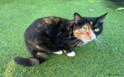 Mixed Breed cats for sale: Adorable kittens and mother looking for a new home - Image 10