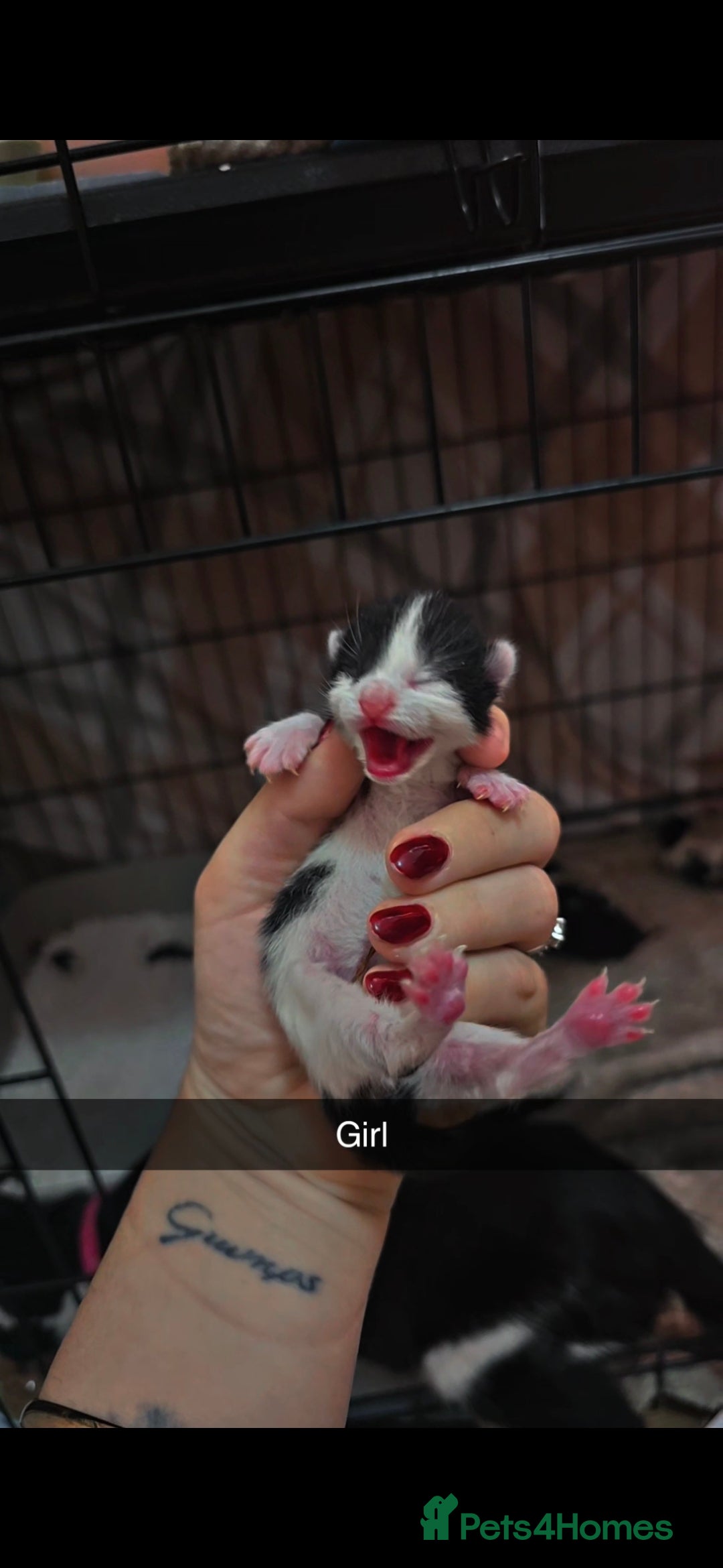 Mixed Breed cats for sale: 🦌 Bambi theme litter - Unique Tuxedo Kittens - Image 2