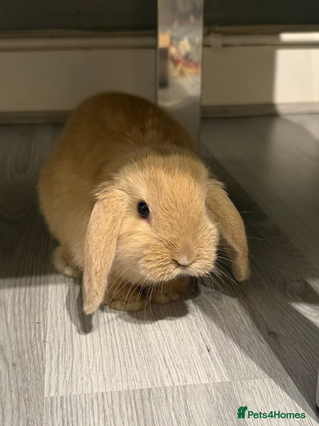 Mini Lop rabbits for sale: Mini lop for sale 8 weeks - Advert 3