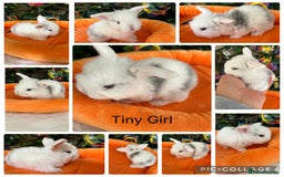 Mini Lop rabbits for sale: Pure breed magpie Mini lops  - Image 1