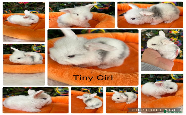 Mini Lop rabbits - Advert 6