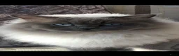 Ragdoll cats for sale: Ragdoll beauties - Advert 4