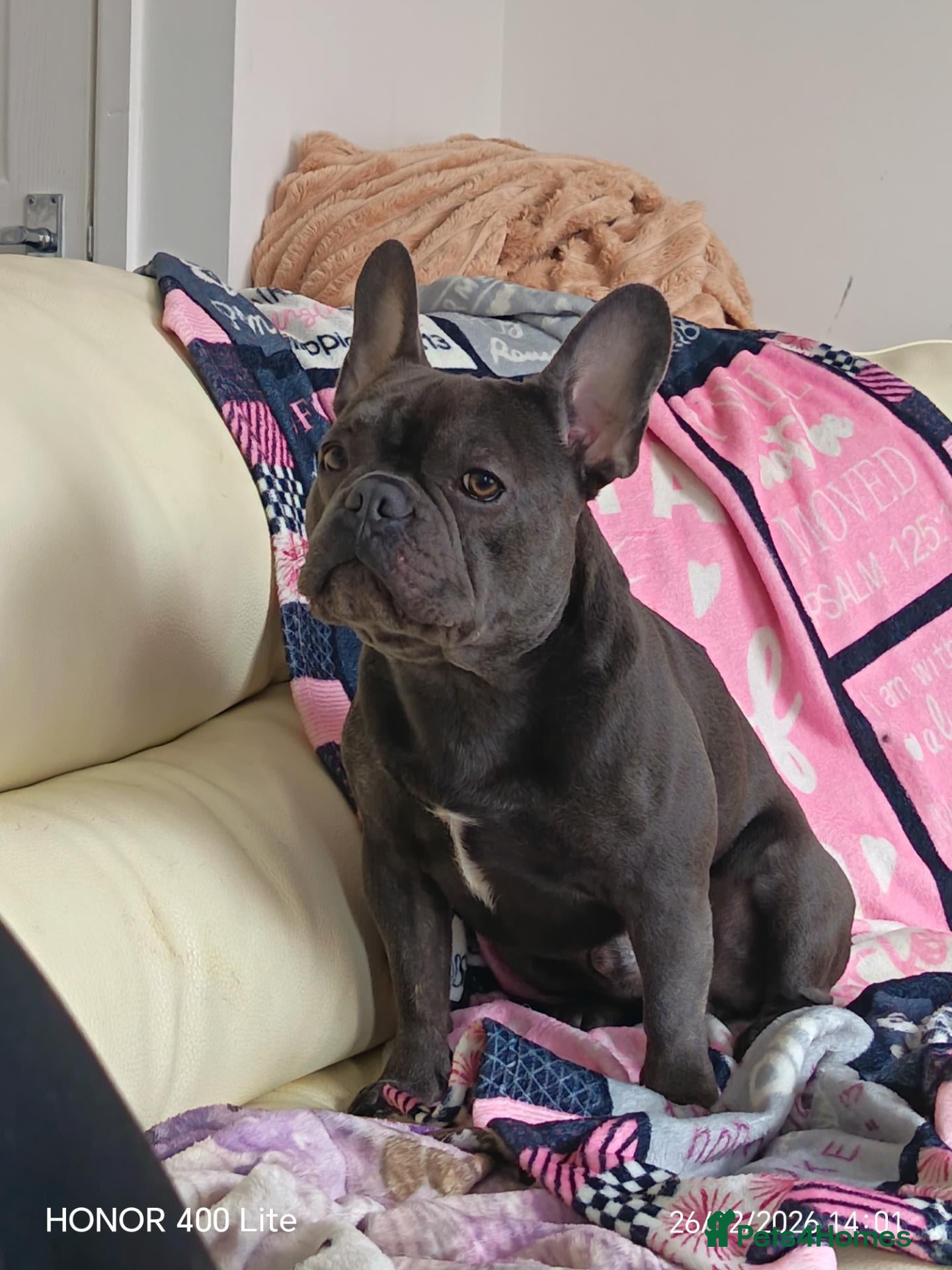 French Bulldog dogs Mr Louie Beans  - Advert 9