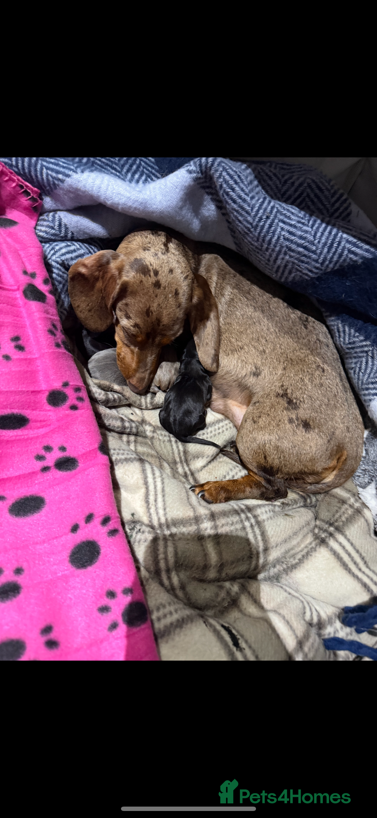 Miniature Dachshund dogs 1 girl 1 boy looking for forever home  - Advert 3