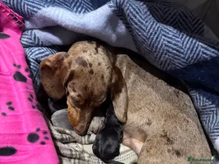 Miniature Dachshund dogs 1 girl 1 boy looking for forever home - Advert 3
