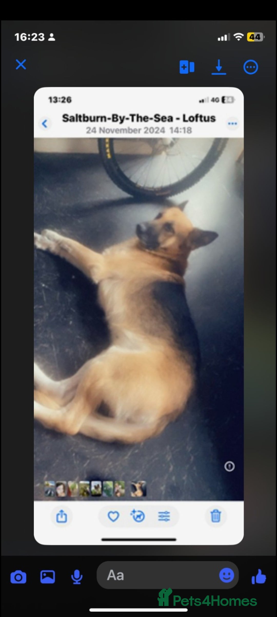 German Shepherd dogs for sale: German shepherd  **   - Advert 3