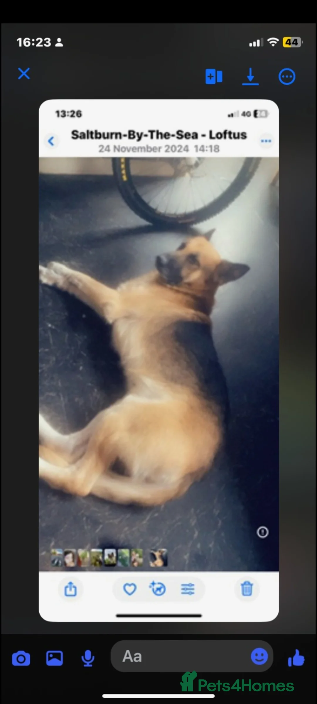 German Shepherd dogs for sale: German shepherd  **   - Advert 3