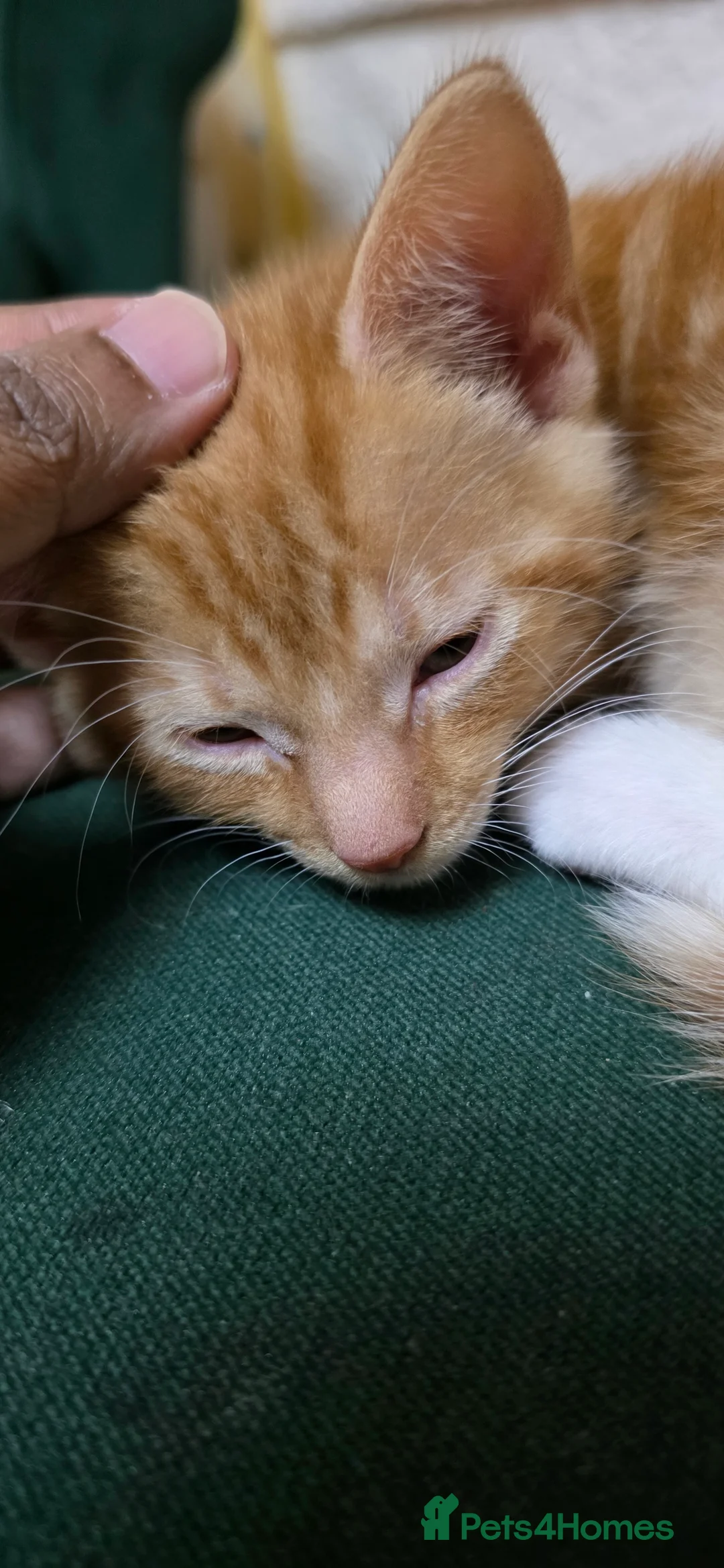 Mixed Breed cats for sale: Adorable Kitten Looking for a New Home - Advert 13