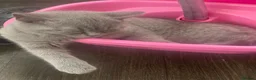 British Shorthair cats for sale: GCCF pedigree British shorthaired blues  - Advert 5