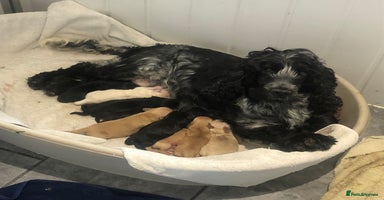 Cockapoo dogs - Advert 1