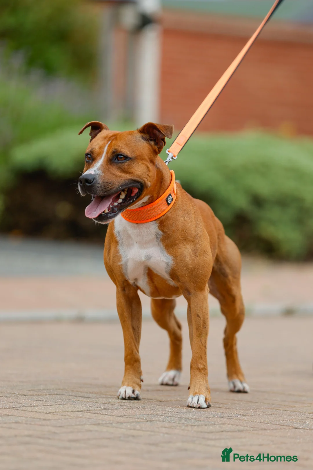 Staffordshire Bull Terrier dogs for stud: Staffordshire bull terrier stud  in Milton Keynes - Advert 2