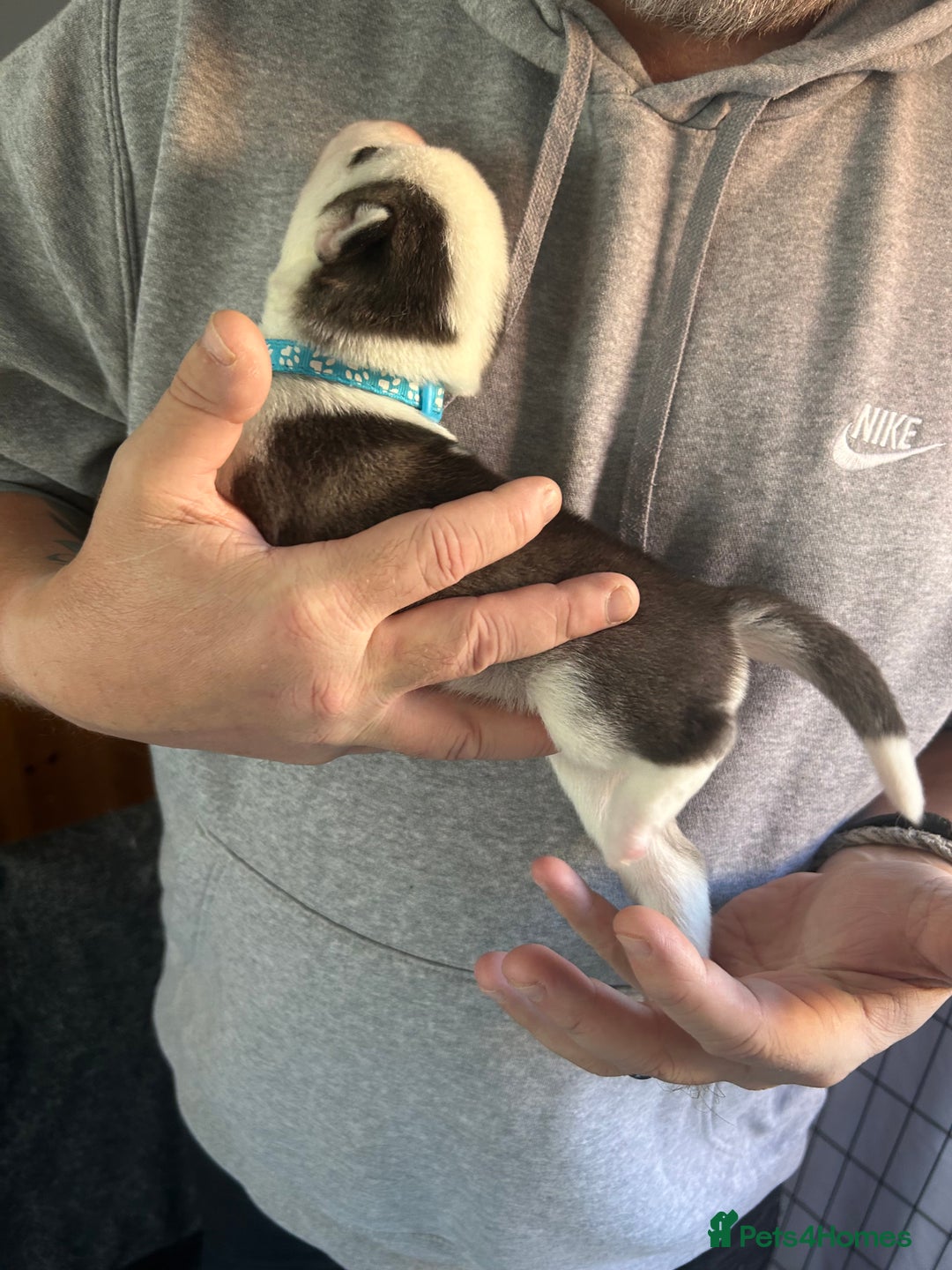 Siberian Husky dogs for sale: Rare piebald husky puppies have now arrived  - Image 17