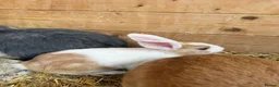 Mini Lion Lop rabbits for sale: Baby Rabbits for sale  - Advert 5