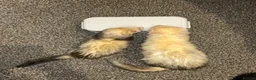 Ferret rodents for sale: Two hobs for rehoming. - Advert 29