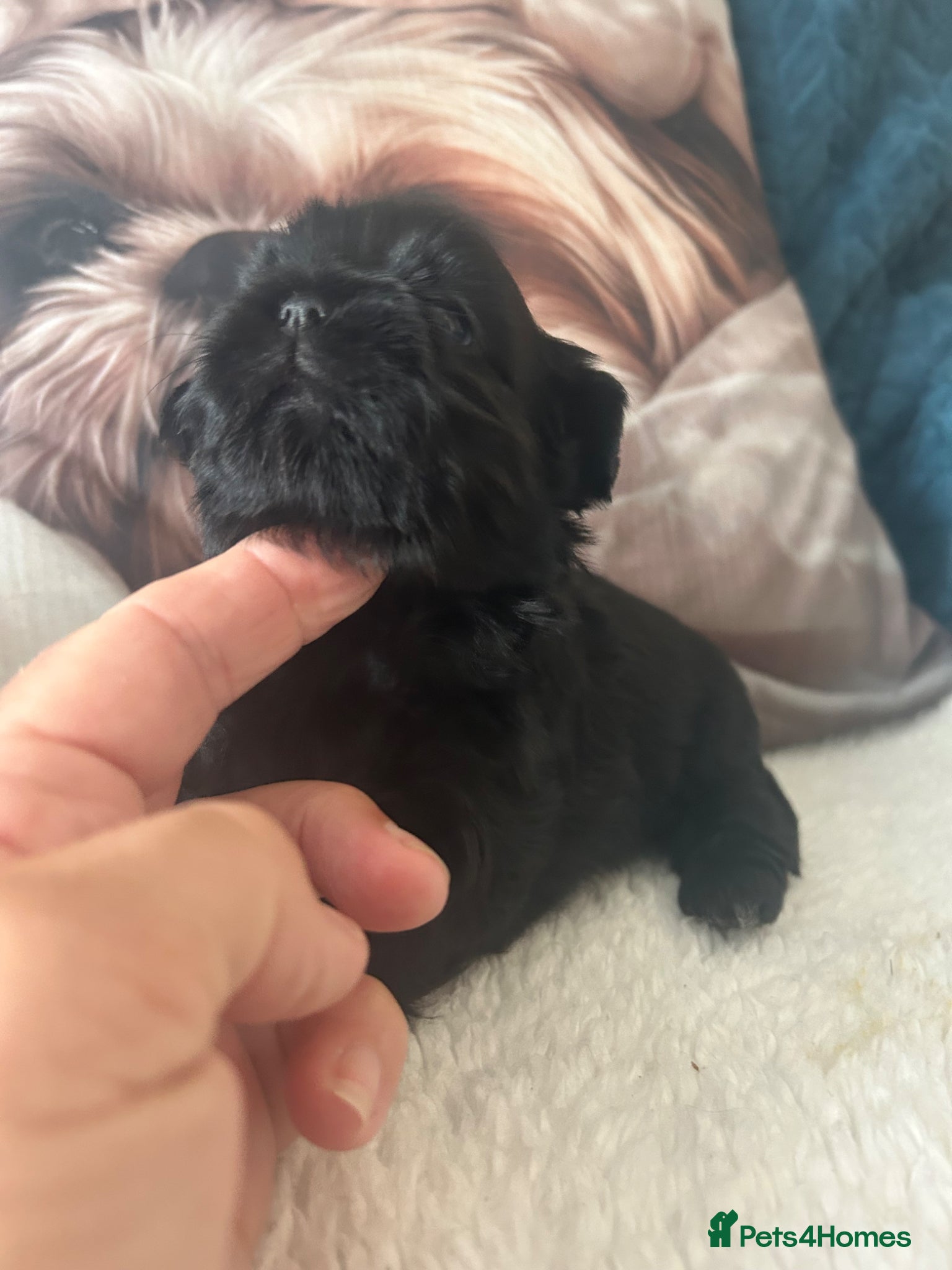 Shih Tzu dogs for sale: Full pedigree imperial Shih ztu - Advert 8