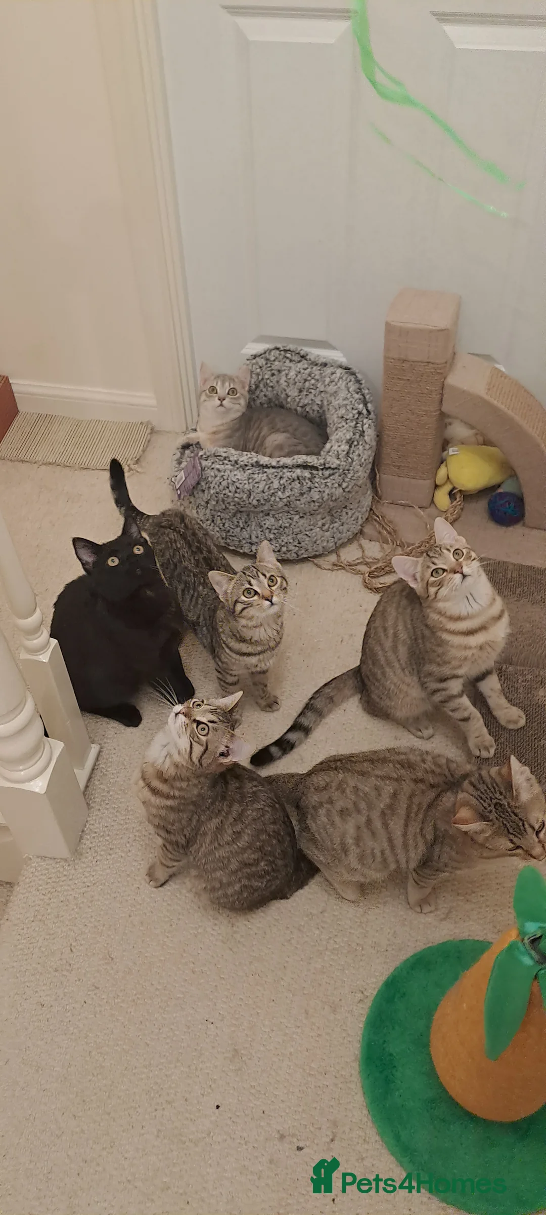 Mixed Breed cats for sale: Quarter Bengal kittens, looking for forever homes  - Advert 4