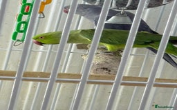 Parrots birds for sale: Parrot for sale Glasgow  - Image 3