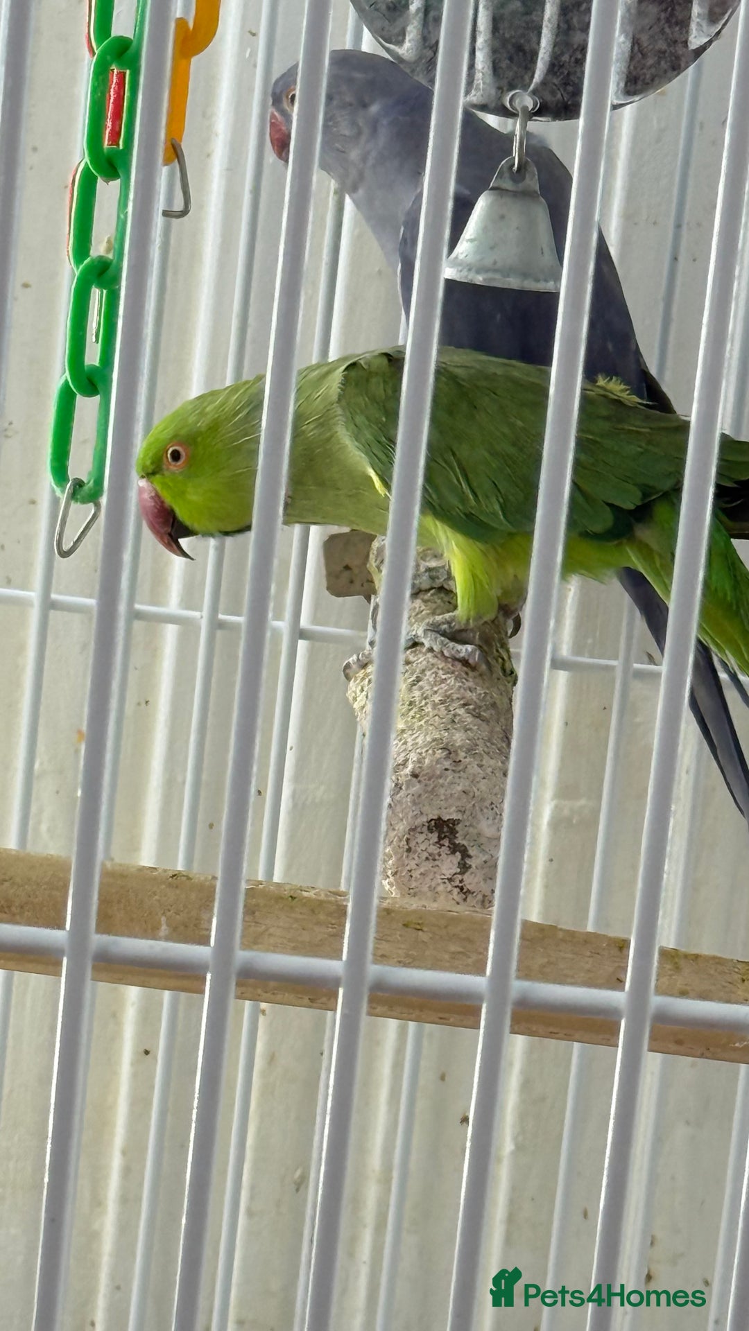 Parrots birds for sale: Parrot for sale Glasgow  - Image 3