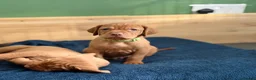 Hungarian Vizsla dogs for sale: 🇭🇺 Hungarian Vizsla puppies 🇭🇺 - Advert 7